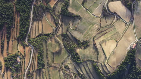 Vineyards-abstract-aerial-shot-Vaucluse-France-vaison-la-romaine